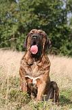 FILA BRASILEIRO 225